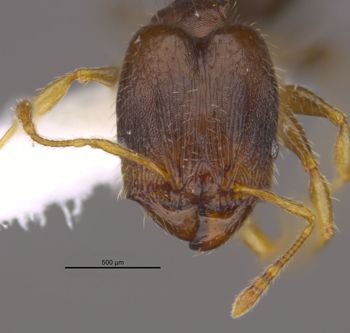 Media type: image;   Entomology 36163 Aspect: head frontal view